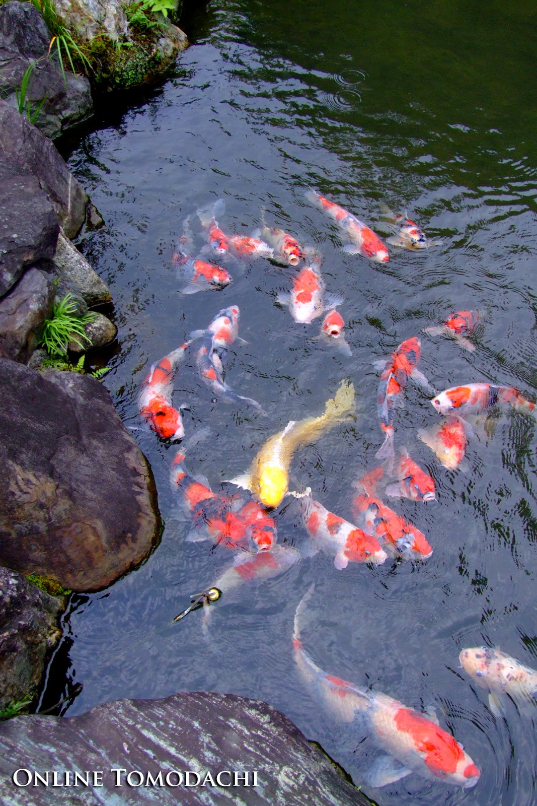 Online Tomodachi: Japanese Koi