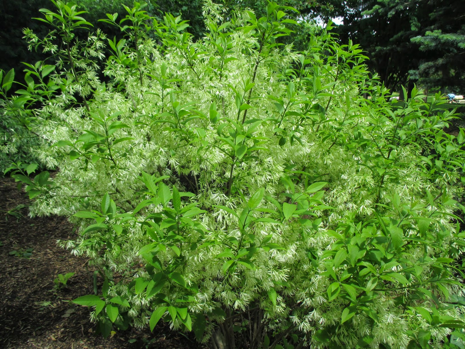 Proven Winners Colorchoice Plant Of The Week 2019