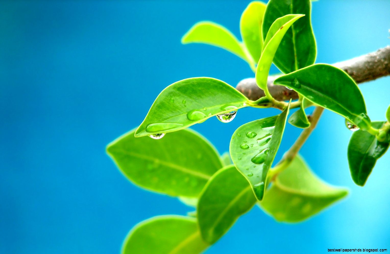 Leaf Wallpaper 1680x1050px 342188 Leaf Wallpaper 1680x1050px 342188
