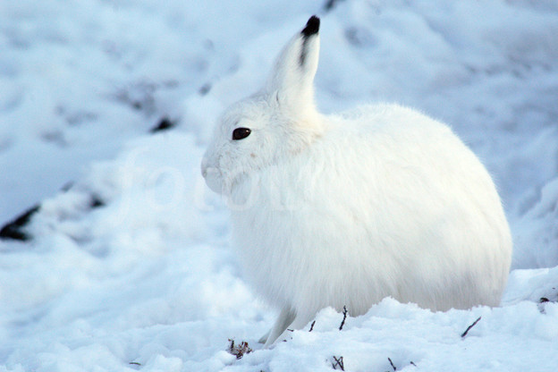 Arctic Hare | Animal Wildlife