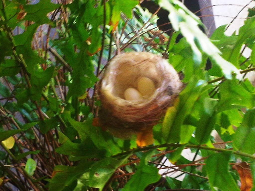 the gallery for gt bee hummingbird egg the gallery for gt bee hummingbird egg