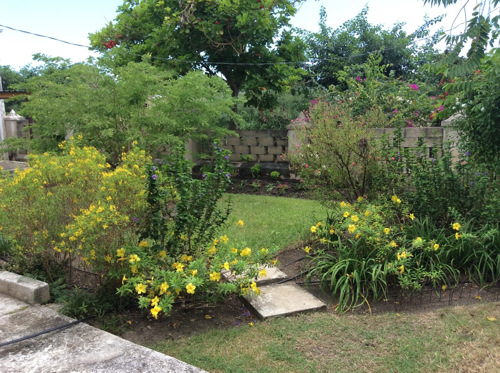 my rustic bajan garden: Garden Blogger's Bloom Day October 2015