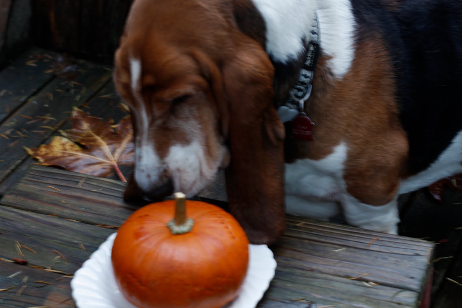 Food Connections BuckwheatPumpkin Dog Biscuits