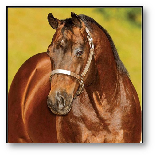 Vetores de Cavalos Selvagens Em Jogo e mais imagens de Pintar - Pintar,  Cavalo - Família do cavalo, Arte - iStock