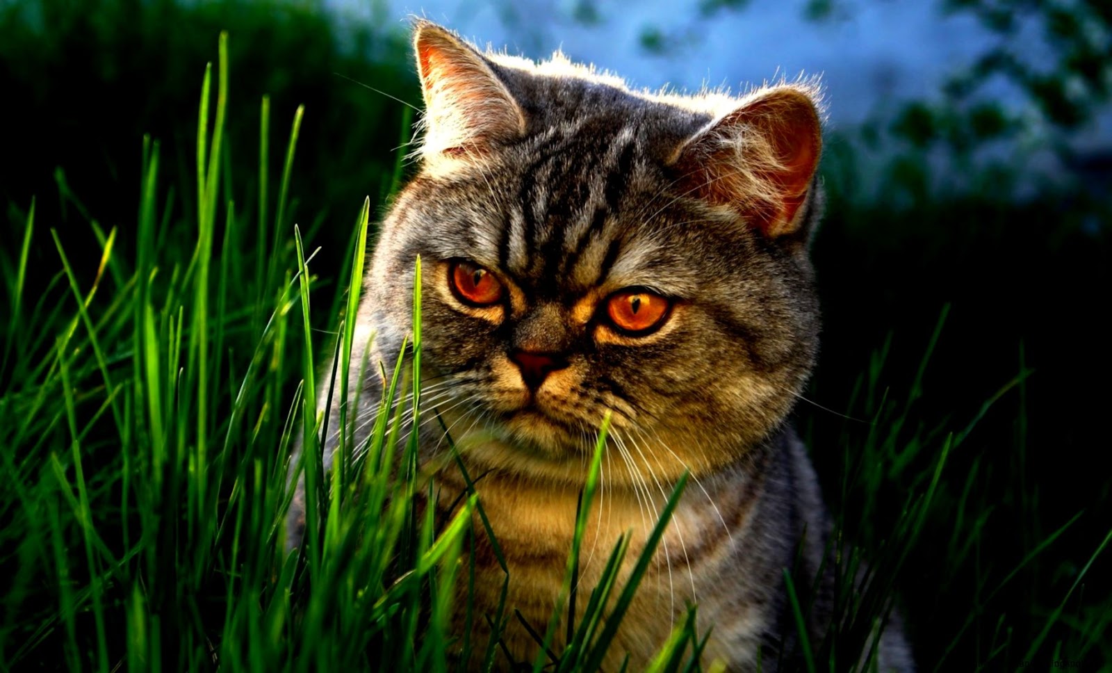 Cat Faces in Grass Wallpaper Cat Faces in Grass Wallpaper