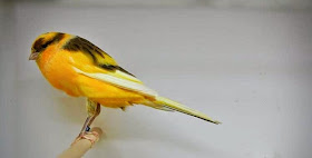 Mengenal Istilah F1 F2 F3 Dan F4 Dalam Burung Kenari