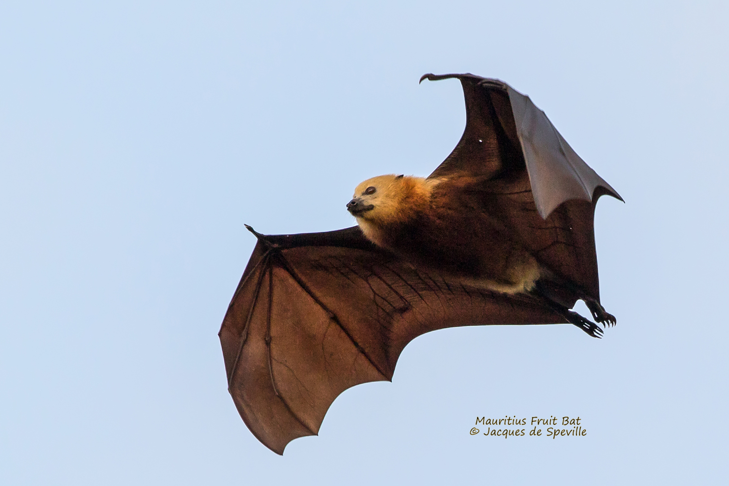 mauritius must end unjustified mass cull of megabats mauritius must end unjustified mass cull of megabats