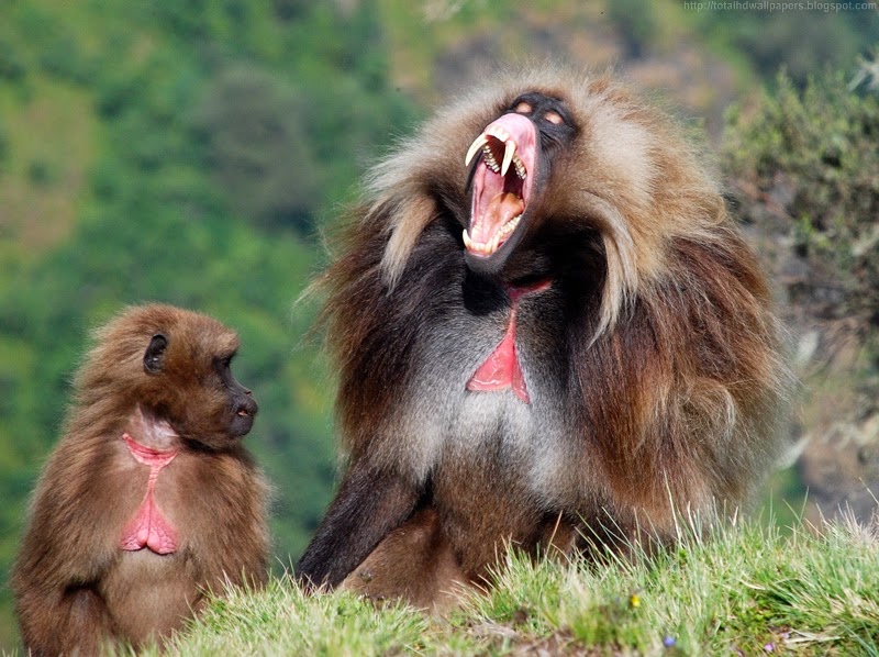 Beautiful Wallpapers for Desktop: Gelada baboon HD Wallpapers