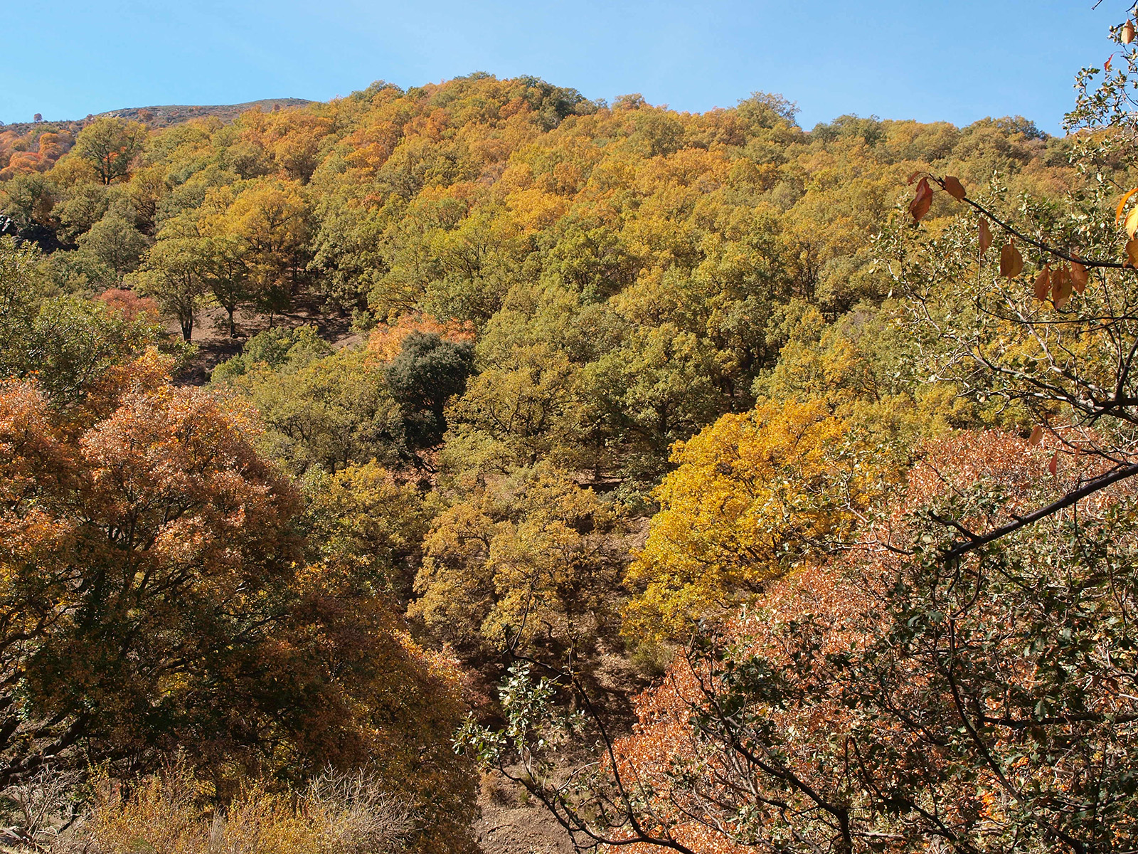 Caminando por Sierras y Calles de Andalucía El Bosque encantado (Lugros Sierra Nevada Granada)