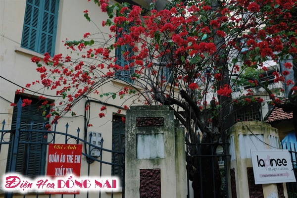 [Image: Do-ruc-nhung-chum-hoa-giay-giua-mua-dong-Ha-Noi-1.jpg]