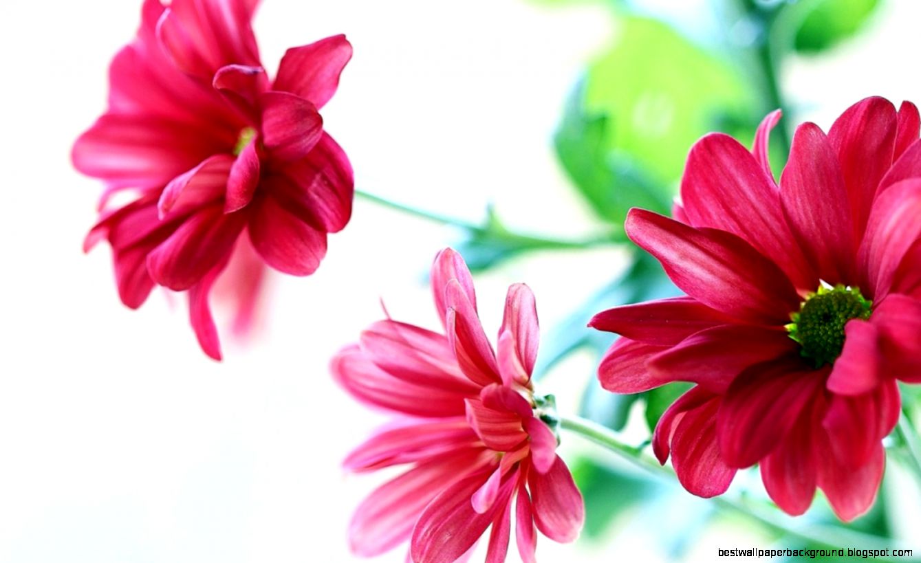 Flowers Wallpaper 39 Flowers Wallpaper 39