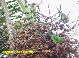 Passáros da Floresta Atlântica