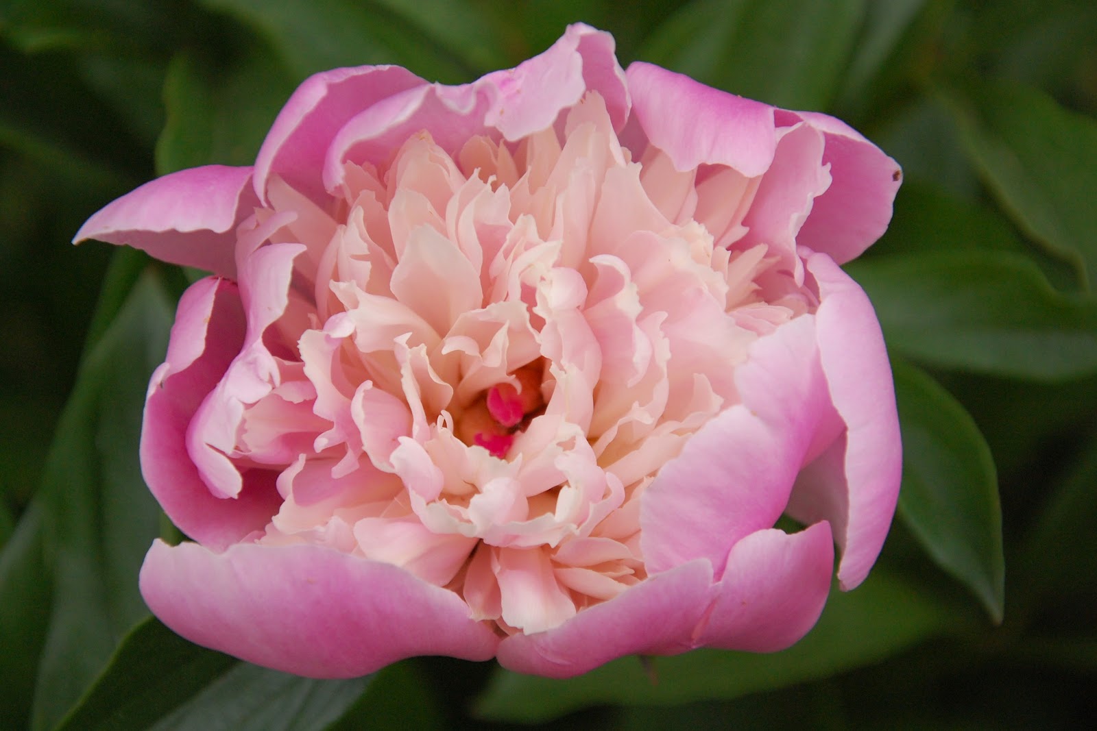 The Plant Hunter Deutzia Redux