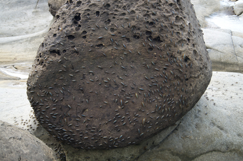 Sea Roach