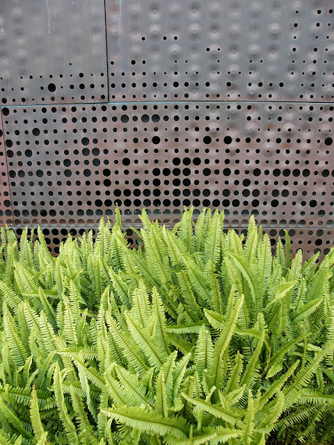 Bright green fern butting up to the copper wall of the de Young museum
