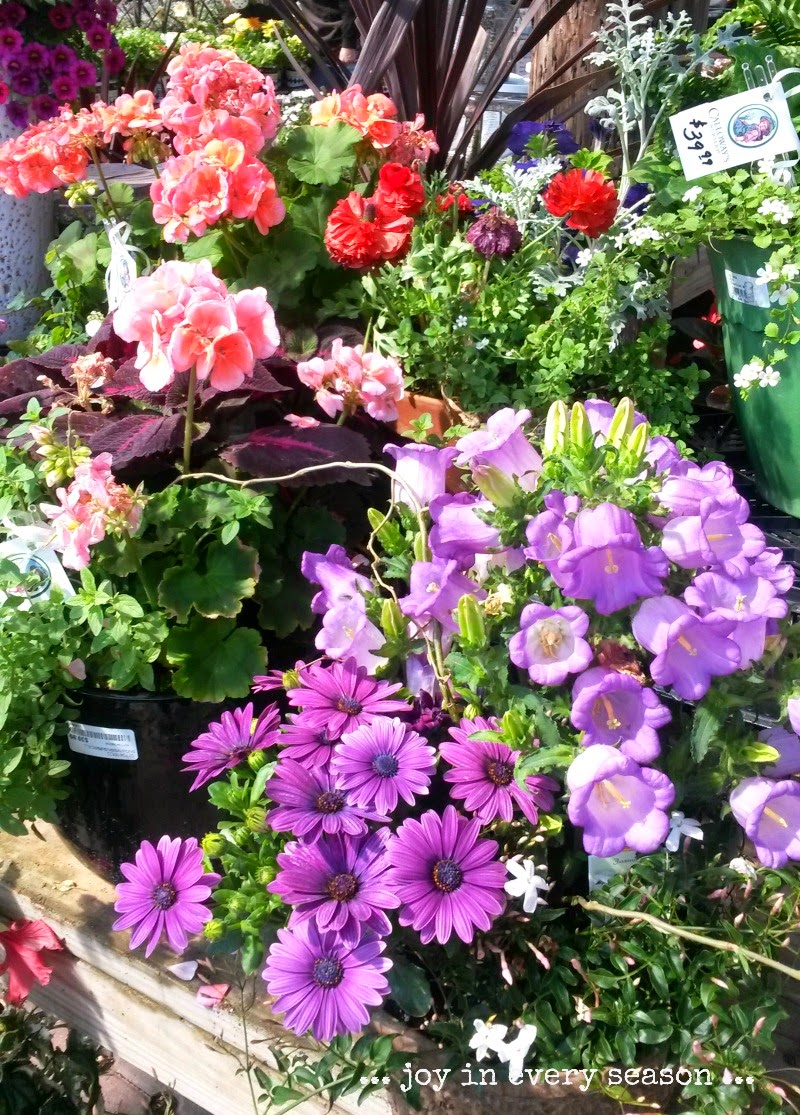 Pretty Maids Flowers Best Flower Site