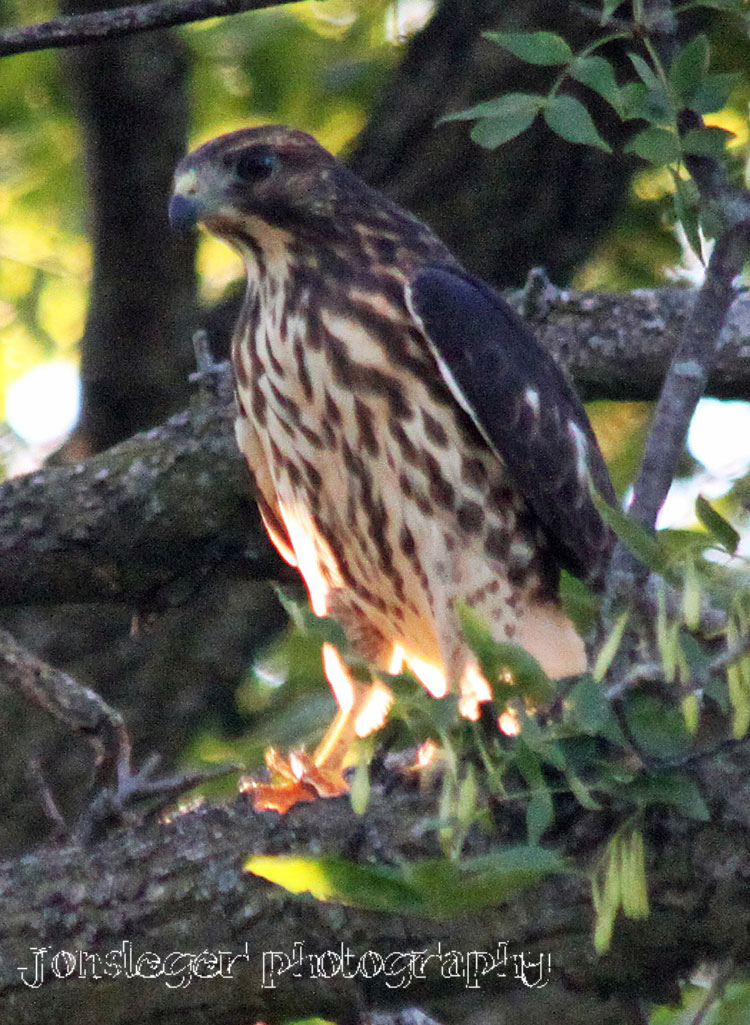Northern Illinois Birder Sharpshinned Hawk, Rockford, Illinois