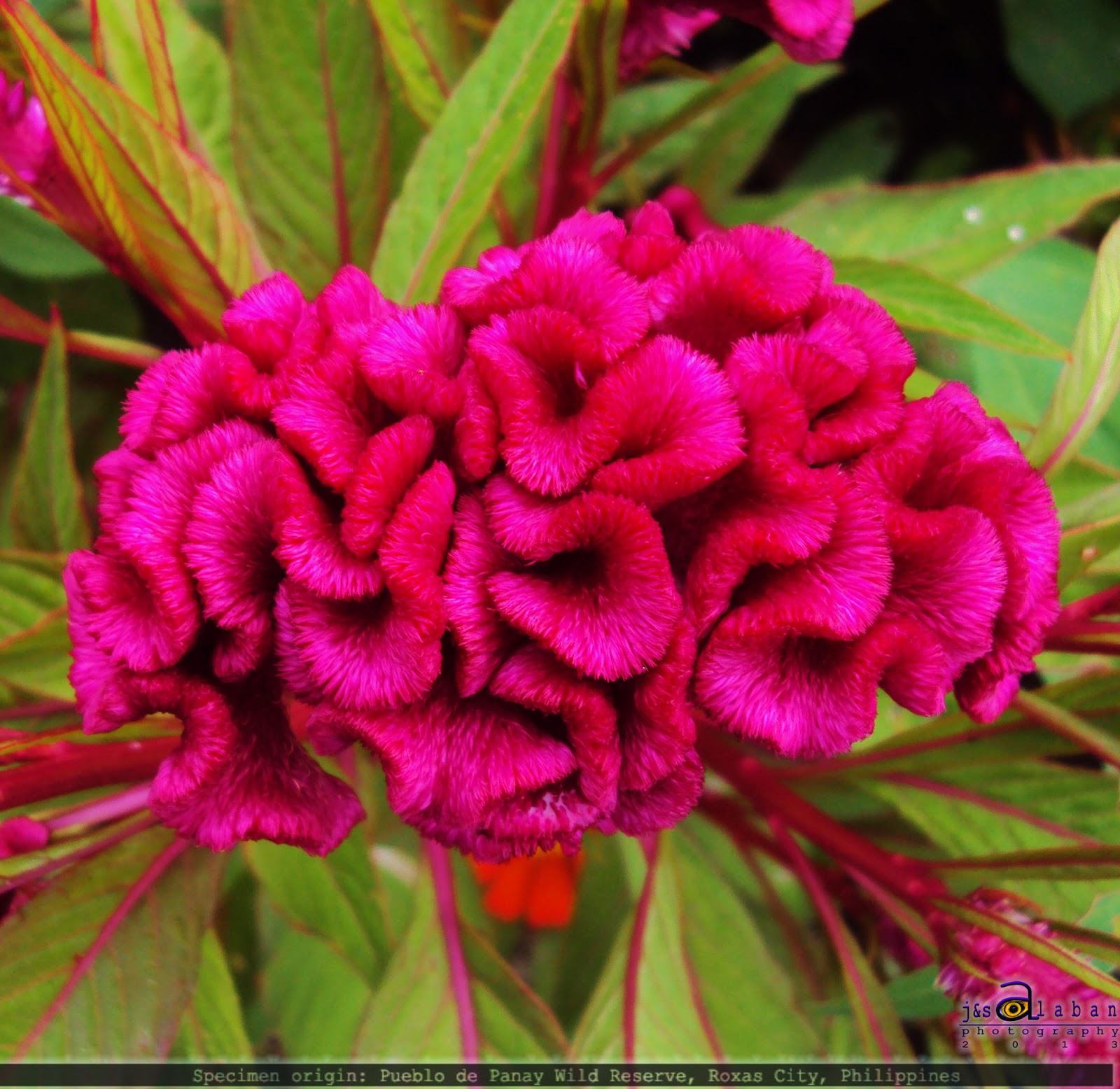 Biodiversity Capiz Pueblo Wild Flowers