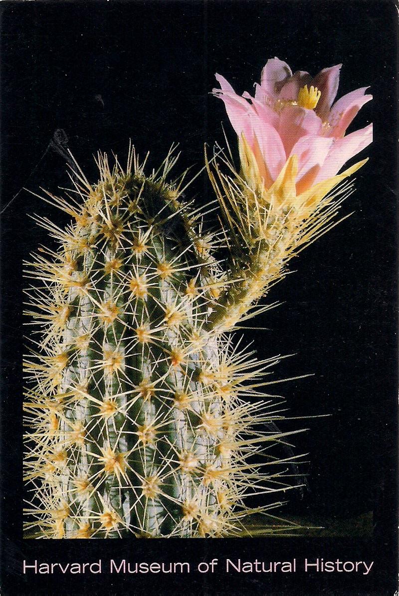 postcards2lufra Xerophyte