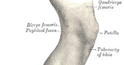 Medical Transcription: gastrocnemius (muscle)