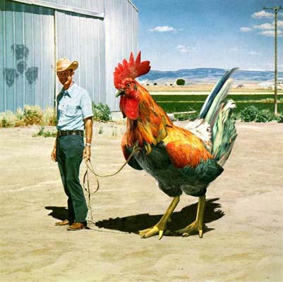Al Pollo