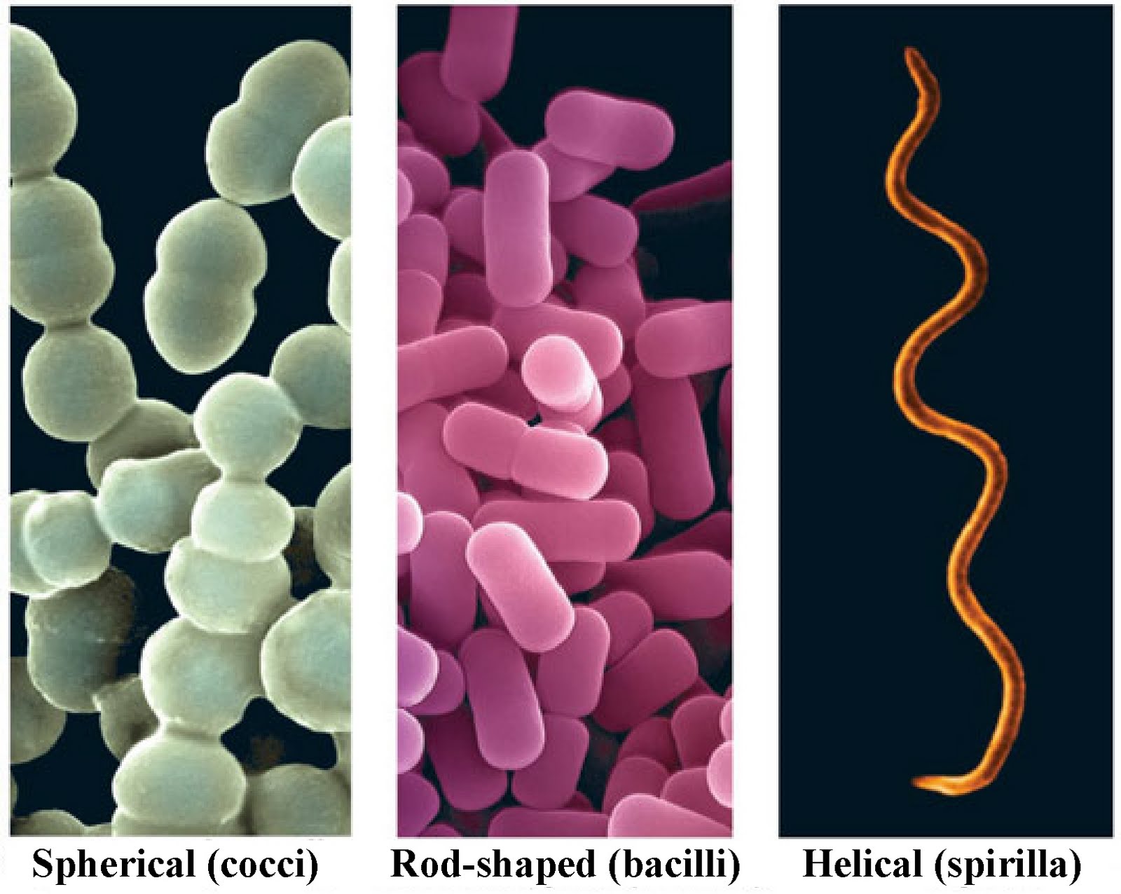 two types of bacteria shapes two types of bacteria shapes