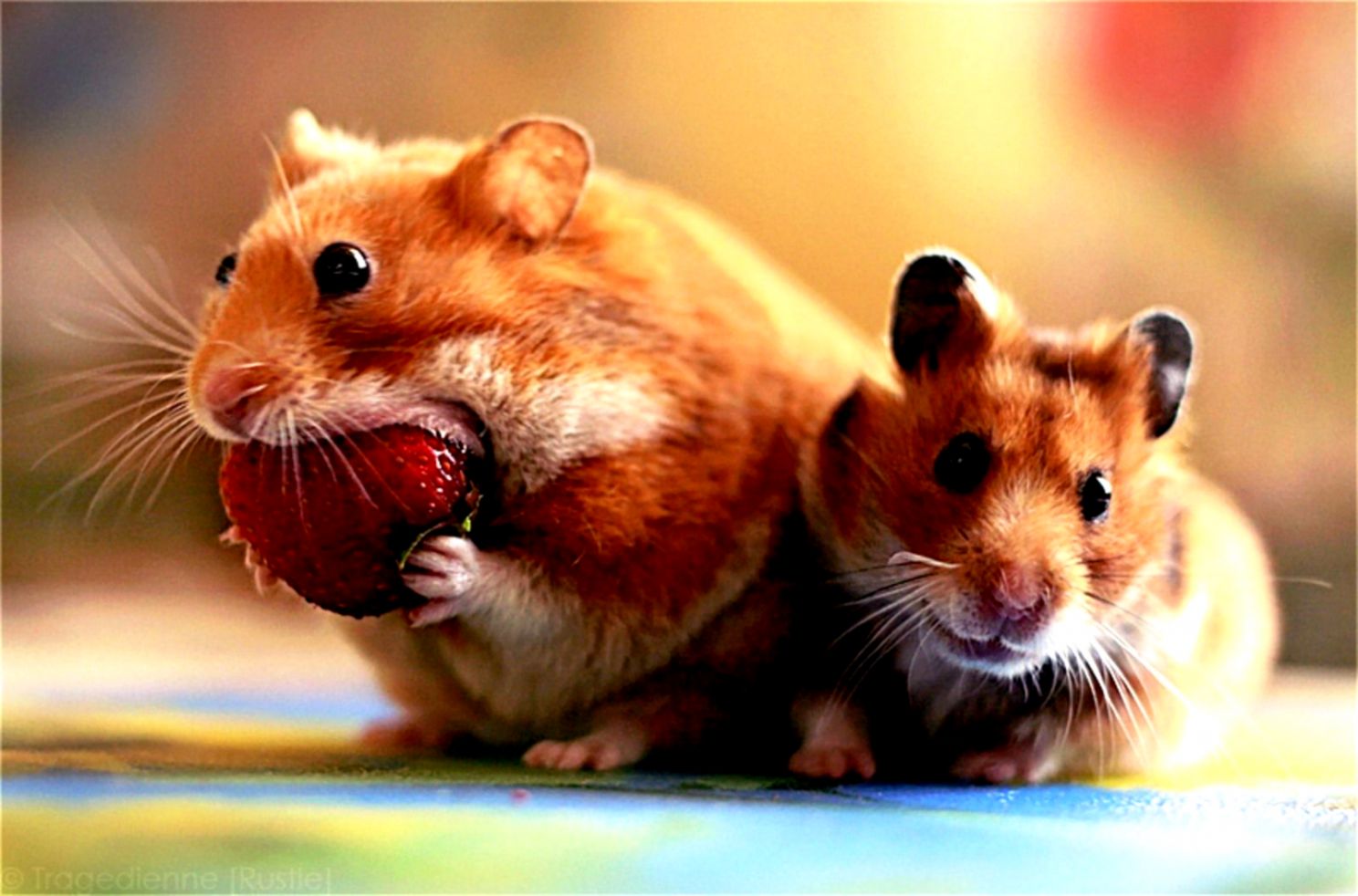 Cute Hamster Wallpapers Wallpaper Cave