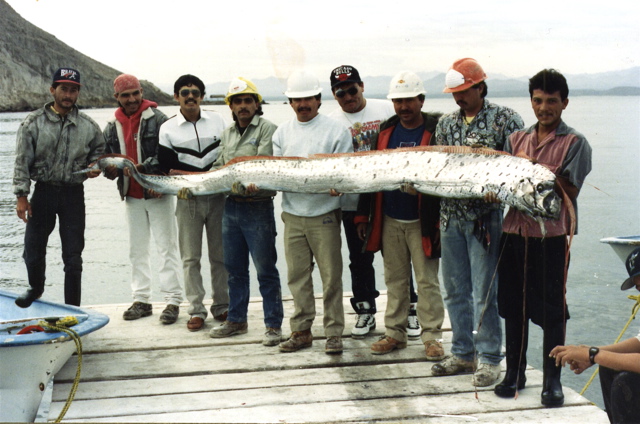 Oarfish Wiki