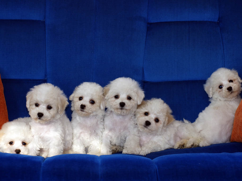 Bichon Frise Dog Breeders Profiles And Pictures Dog Breeders