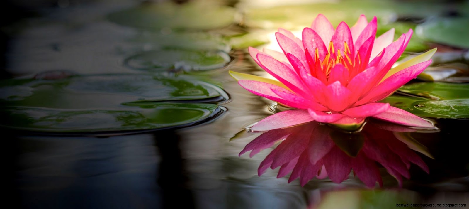 Beautiful Flowers HD Wallpapers Backgrounds of Your Choice Beautiful Flowers HD Wallpapers Backgrounds of Your Choice