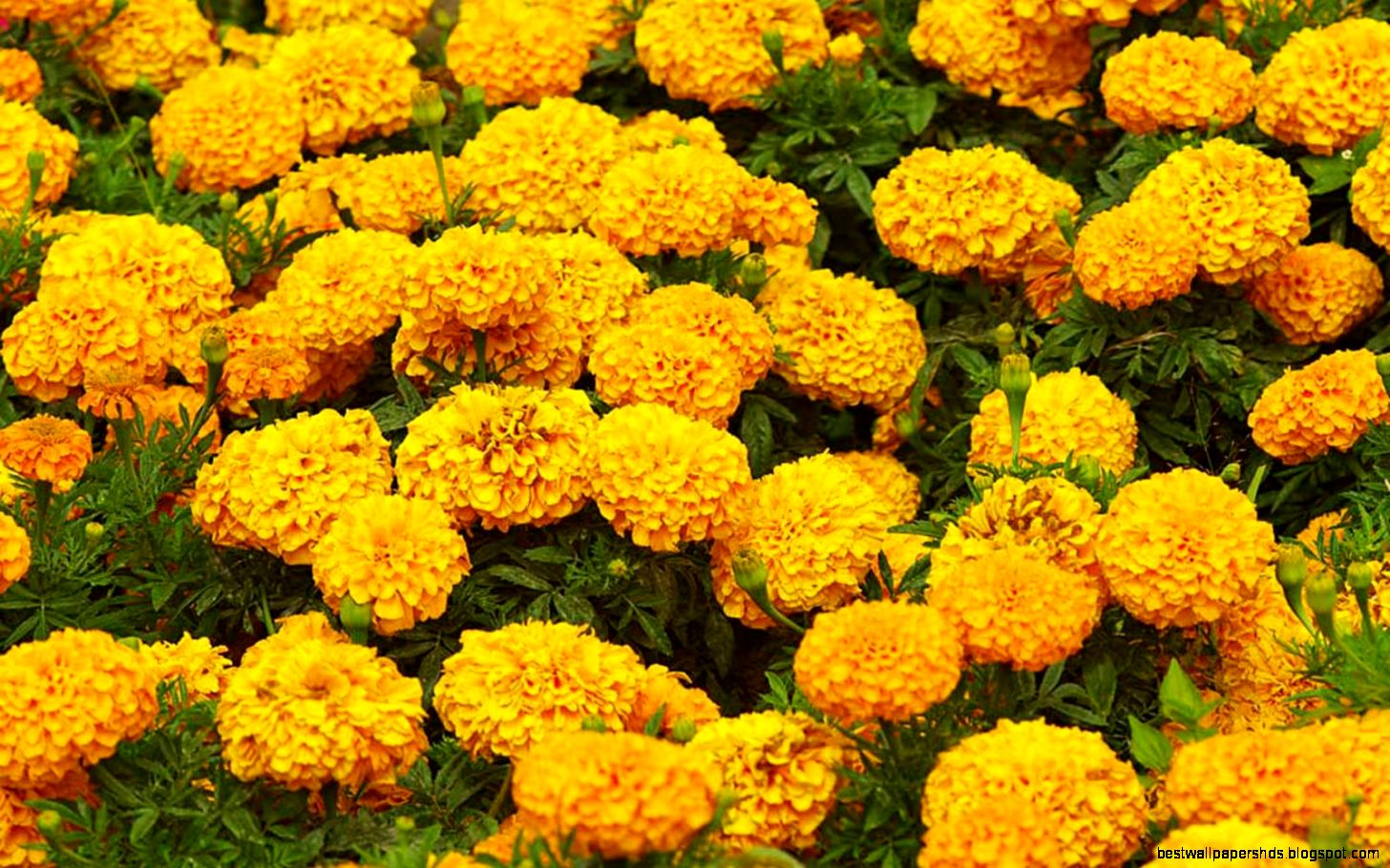 Marigold Flower Garden Wallpapers HD Download HD Wallpapers Marigold Flower Garden Wallpapers HD Download HD Wallpapers