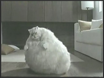 unique pictures funny fat