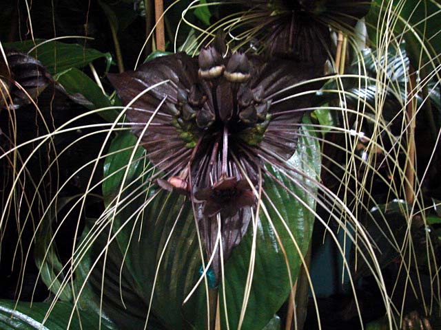 Gothic Plants
