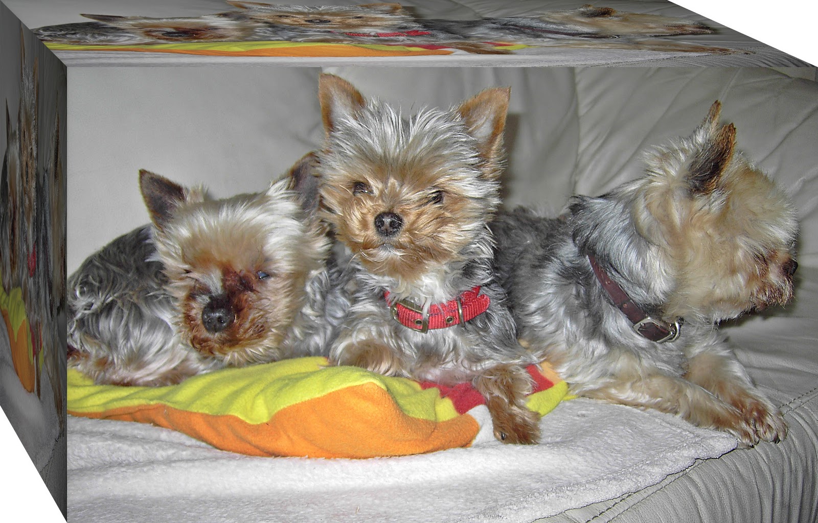 carmen bauer Hunde die bellen, beißen nicht