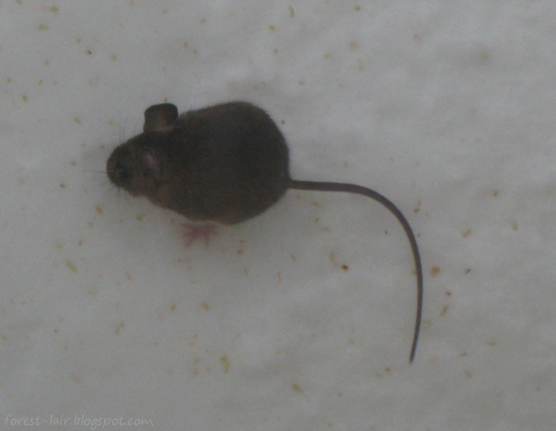 Forest Lair Mice in snow. Мыши в снегу