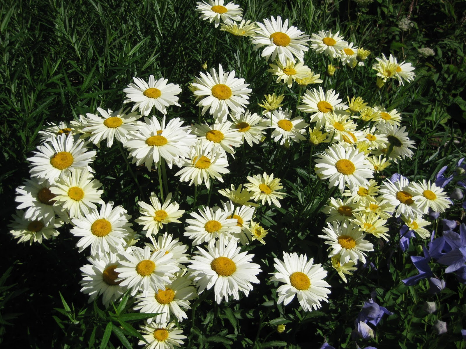 The Shasta Daisy (Leucanthemum) Rotary Botanical Gardens