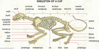 Animal Structure (Struktur Hewan) 067+Skeleton+of+a+cat