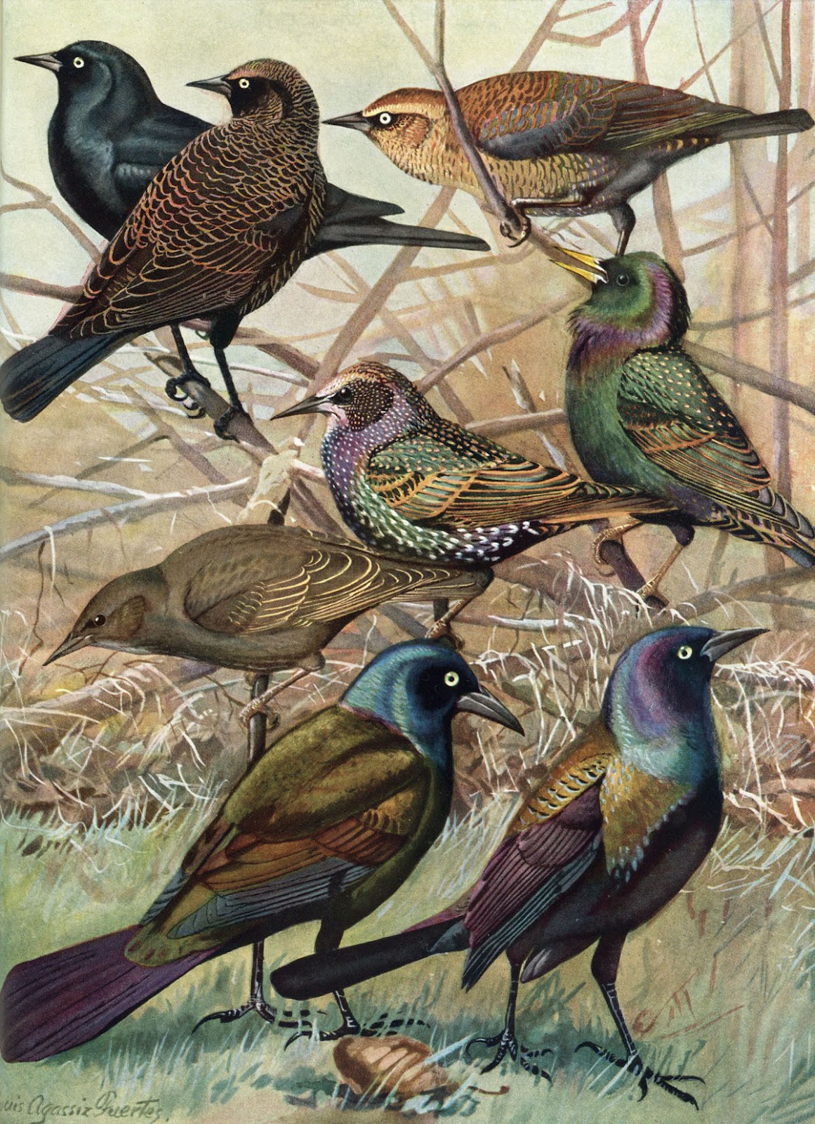 State Library of Massachusetts Amazing Birds The Wild Side of