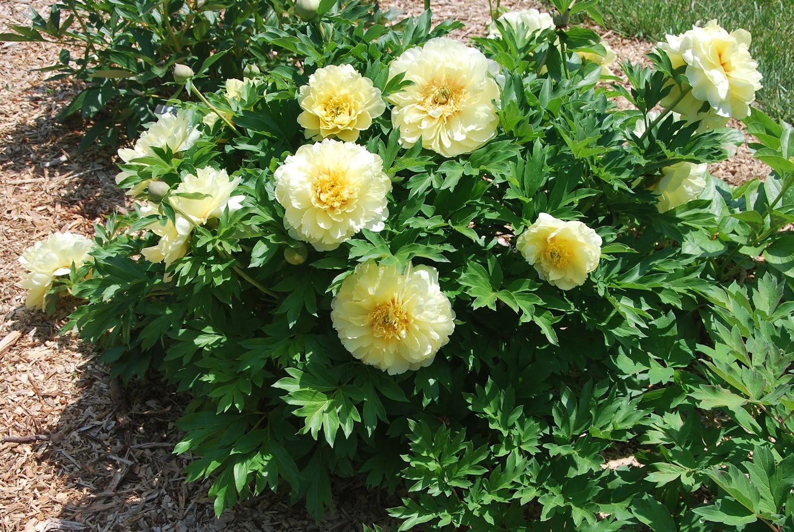 Southern Peony 2012 Peony Experiments Sun vs. Shade