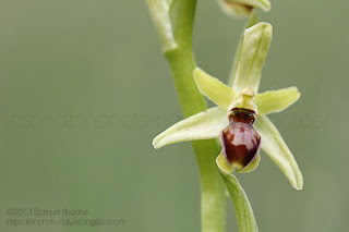 macro ophrys photo orchidée sauvage