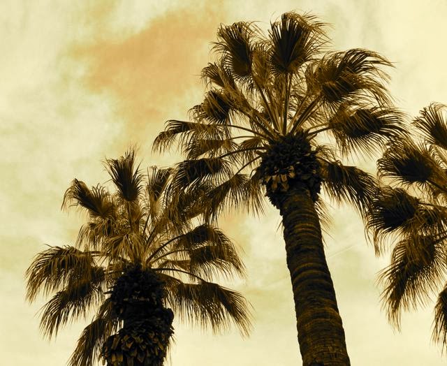 Seattle Garden Ideas Real Palm Trees of Southern California