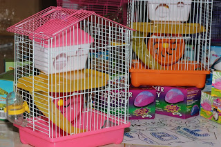 Hamsters about hamsters anak kucing dijual baby hamster buy dog buy ferret cats for sale cute hamster cute puppies for sale dog accessories dog for sale ex hamster exotic pets ferrets guinea pigs hamster hamster ball hamster ball download hamster buy hamster cage hamster care hamster food hamster for sale hamster game hamster hotel hamster jual hamster movie hamster names hamster shop hamster shop hamster types hamster video converter hamsters harga jual hamster harry hamster games hedgehogs for sale jual aksesoris hamster jual beli hamster jual hamster jual hamster bandung jual hamster campbell jual hamster golden jual hamster jakarta jual hamster jogja jual hamster murah jual hamster roborovski jual hamster semarang jual kucing depok jual kucing jogja jual mainan hamster jual perlengkapan hamster kucing murah kucing persia jual new hamster pregnant hamster puppy for sale rabbits reptiles for sale roborovski hamster syrian hamster tube hamster vet supplies winter white hamster