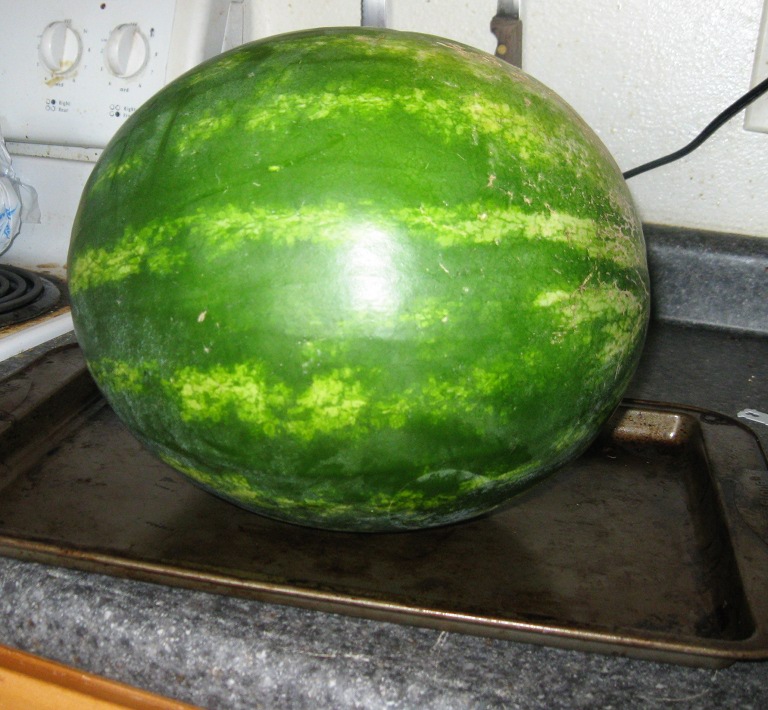 Watermelon Turtle Fruit Bowl Creative Learning