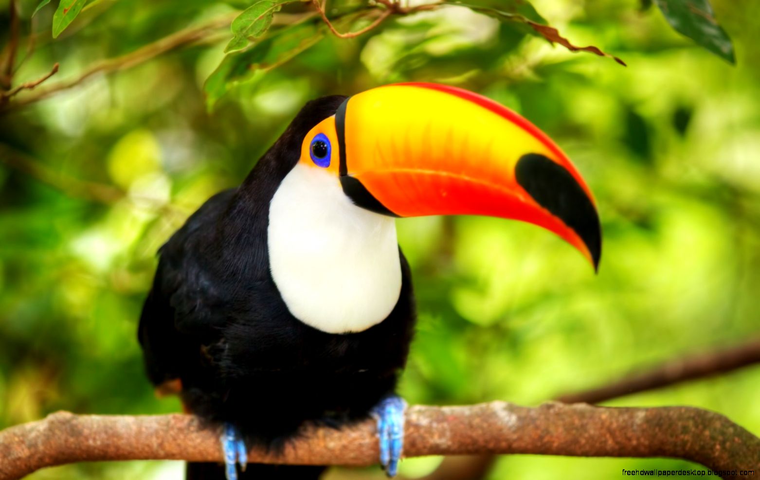 Colorful Birds Toucan Colorful Birds Toucan
