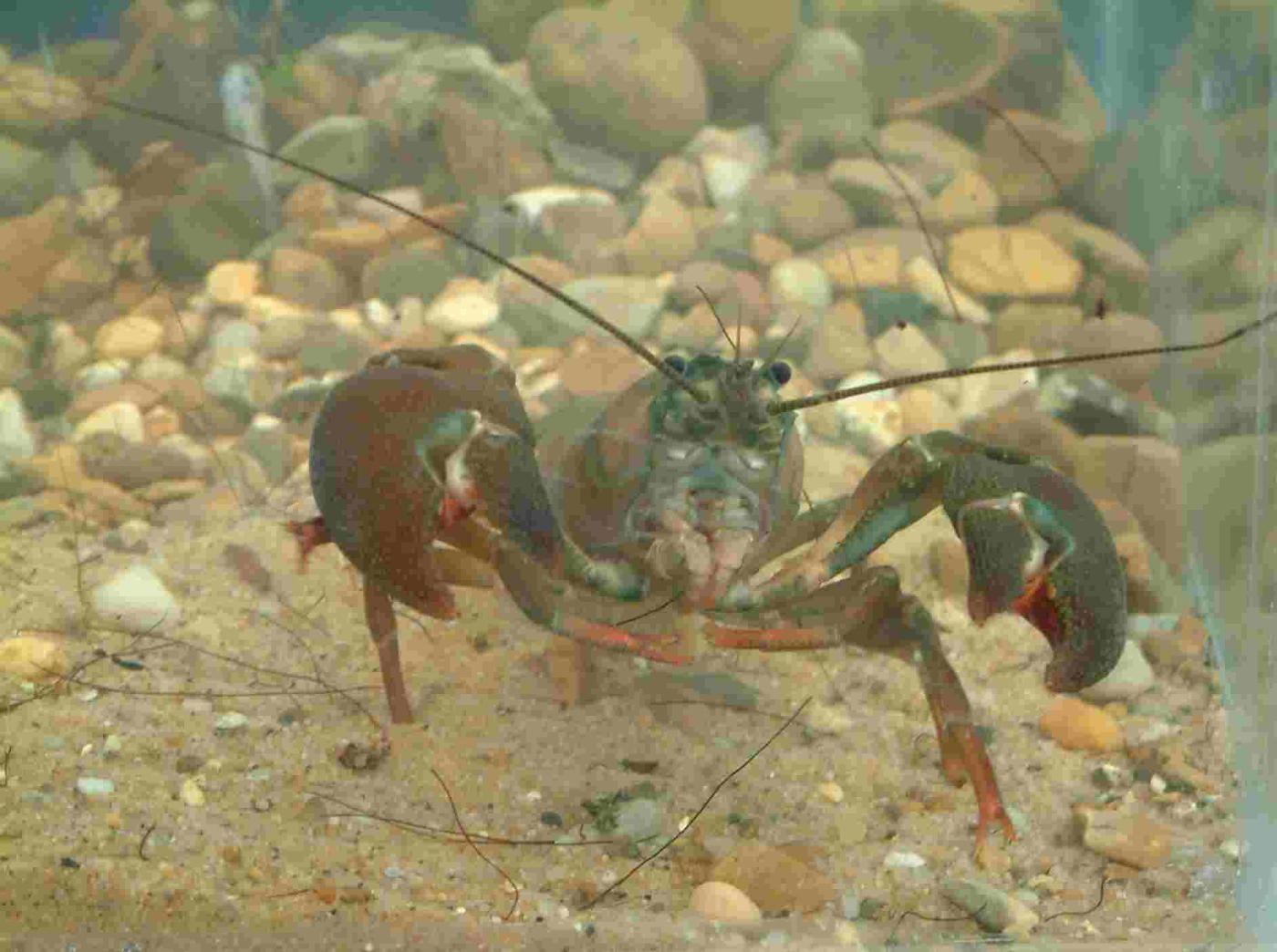american crayfish
