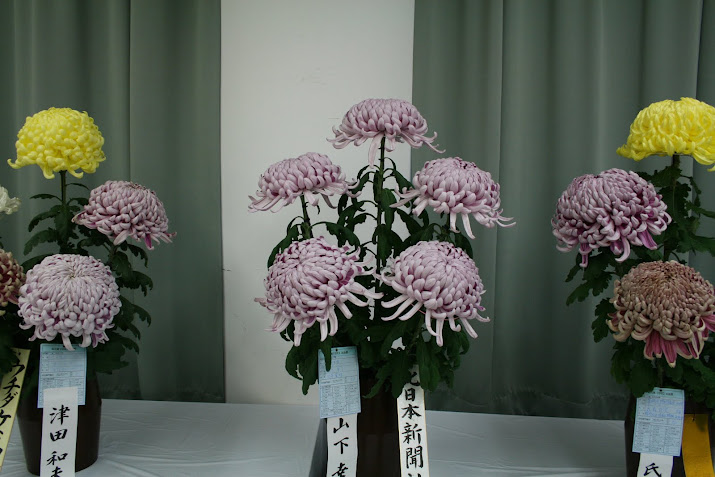 Kitanihon News paper Company Award : Chrysanthemum Exhibition, at Toyama Fairy Tale Forest