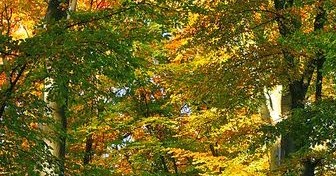 Stunning Views: Autumn Colors