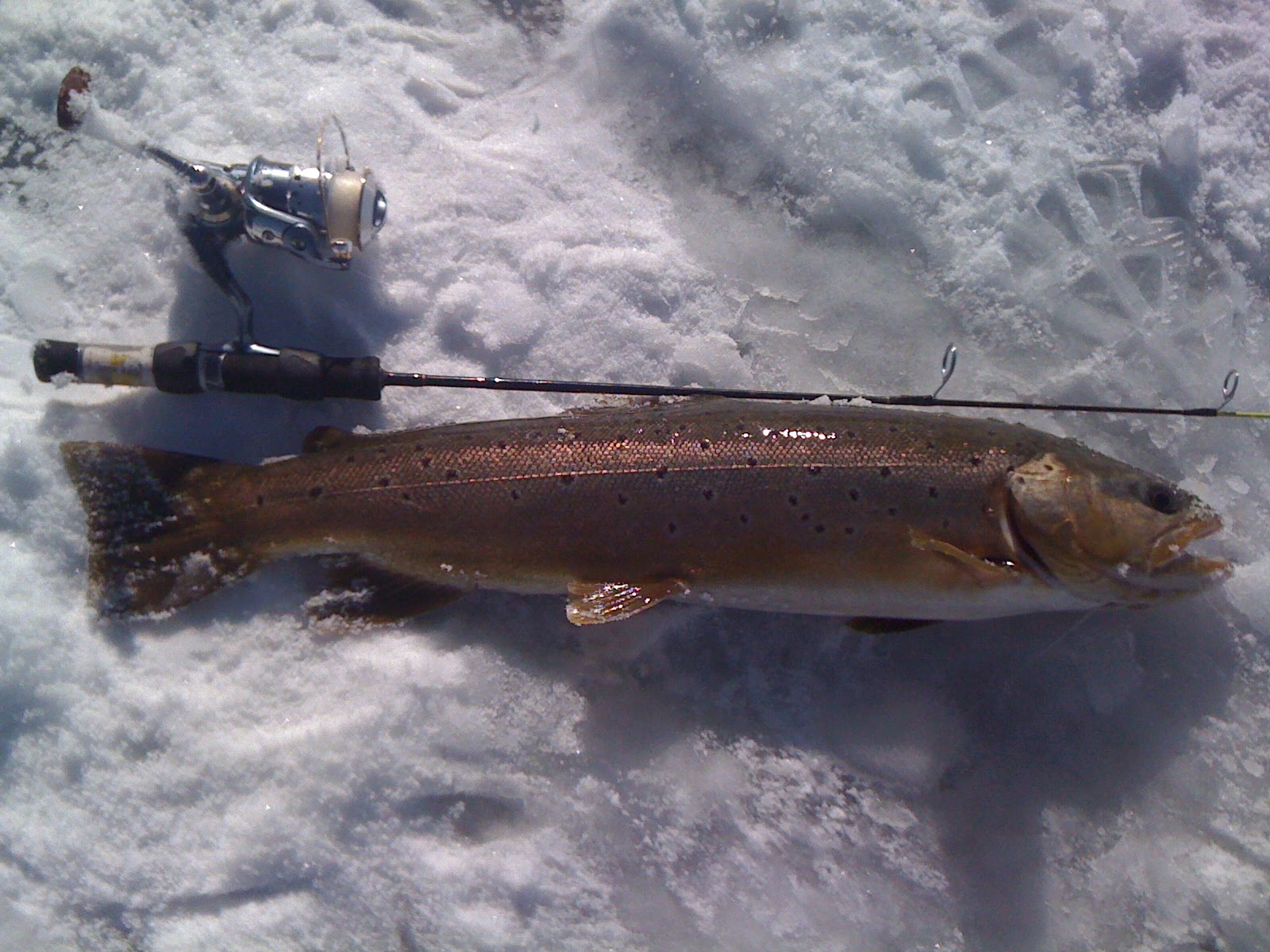 Western Fishing Unlimited Nice Browns in Porcupine Reservoir!
