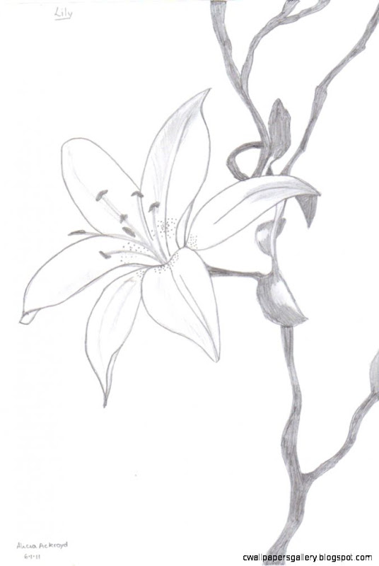 Study of a Lily by Leonardo I had to reproduce a drawing using Study of a Lily by Leonardo I had to reproduce a drawing using