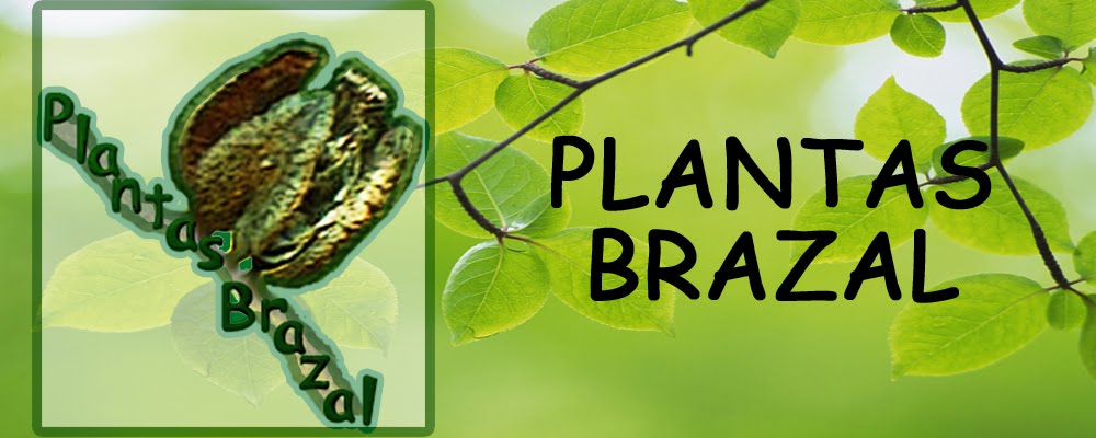 Plantas Brazal